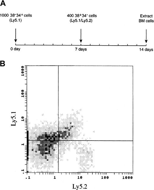 Fig. 6. Early time course of BM reconstitution from the 38+34− subset of PHSC after previous engraftment of 38−34+ cells. / (A) Lethally irradiated Ly5.2 mice were given transplants of 1000 38−34+ cells (carrying the Ly5.1 surface marker). Seven days later, each animal received an injection of 400 38+34− cells (carrying both the Ly5.1 and the Ly5.2 surface markers). Engraftment of 38+34−and 38−34+ cells in the BM was examined 7 days later. (B) A representative FACS analysis of BM from a recipient mouse 7 days after the injection of 38+34− cells; mean ± SE engraftment was 27.9% ± 6.9% for 38−34+ cells and 7.8% ± 1.5% for 38+34− cells. Two independent experiments were performed using 5 to 8 mice per group in each experiment. The data suggest that the 38−34+ subset of PHSC supports early engraftment of 38+34− cells because, as shown in Figure 5, engraftment of 38+34− cells was undetectable 8 days after transplantation.
