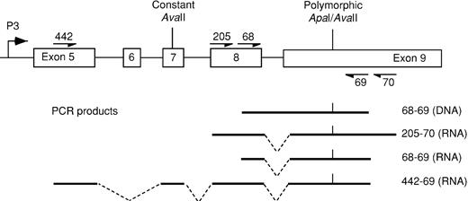 Fig. 1. Diagram of exons 5 to 9 of IGF-2showing primers encompassing theApaI/AvaII polymorphic site and the resultant PCR products. / Exons 7 to 9 are used by all 4 promoters, whereas exon 5 is specific to the P3-derived transcript.