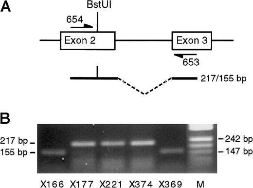 Fig. 6. SNRPN transcription. / (A) Diagram of exons 2 and 3 of SNRPN showing polymorphicBstUI site and flanking primers. (B) SNRPN RT-PCR products from 5 heterozygous bone marrow samples after digestion withBstUI. In each case imprinted transcription ofSNRPN is demonstrated. Lane M shows pUC DNA digested with MspI.