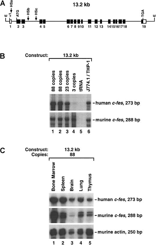 Fig. 1. Expression of the 13.2-kb transgene in murine tissues. / (A) Schematic representation of the human c-fes locus. All 19 exons are indicated along with coding regions (▪), noncoding regions (■), and myeloid-cell–specific DNase I HS sites (HSa, HSb, and HSc). The positions of translational initiation and termination codons are also shown. The 5′ and 3′ EcoRI restriction sites (E) are located 0.446 kb upstream of exon 1 and 1.5 kb downstream of exon 19, respectively. Multiple transcription initiation sites occur within the first exon; +1 corresponds to the first and most prominent mRNA cap site. (B) Production ofc-fes mRNA in bone marrow obtained from multiple transgenic mice generated with the 13.2-kb EcoRI human genomic fragment depicted in panel A. Two progeny animals obtained from founder no. 3 (88 copies) in addition to founders harboring 23 and 3 copies each of the 13.2-kb construct were analyzed. Ten micrograms of total RNA were hybridized to the 372-bp human c-fes and the 314-bp murinec-fes riboprobes. The 273-bp and 288-bp protected fragments are indicated. Included as negative and positive controls, respectively, were 25 μg yeast transfer-RNA and total RNA harvested from a mouse macrophage cell line (J774.1) and a human monoblastic cell line (THP-1). (C) Production of c-fes mRNA in various tissues harvested from the same transgenic mouse analyzed in lane 1 of panel B. To control for RNA loading, 5 μg RNA were hybridized to a murine β-actin probe.