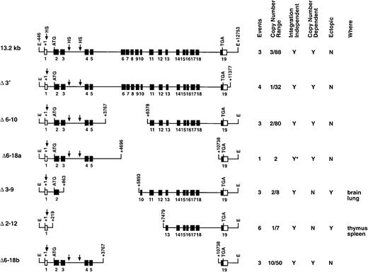 Fig. 2. Deletion series of transgenic constructs. / This series analyzed various genomic segments of the c-fesgene for LCR activity. The columns at right summarize the data obtained for each construct. Events represents the number of founders generated and analyzed. Copy number range shows the lowest and highest number of transgene copies for each construct. A Y in the integration-independent column indicates that all of the founders expressed the transgene. A Y in the copy-number–dependent column indicates that all of the founders expressed the human gene at the expected levels in all tissues assayed. A Y in the ectopic column indicates that human c-fes mRNA detected was above the level expected (on the basis of copy number) in at least one of the tissues assayed. The last column lists the tissues where ectopic c-fes expression was observed. *Shows that a single founder was analyzed.