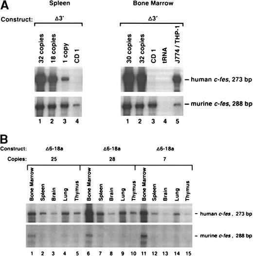 Fig. 3. Expression of c-fes transgenes in murine tissues. / (A) Expression of c-fes in the spleen and bone marrow of a nontransgenic CD1 animal and 4 founders generated with the Δ3′ construct. Transgenics containing 1, 30, 32, and 18 copies of Δ3′ DNA were assayed in this experiment. (B) RNase protection analysis of human c-fes mRNA in transgenic tissues harvested from 3 founder mice generated with the Δ6-18a genomic construct (see Figure 2). As described in Figure 1, RNA samples were assayed with both the human- and murine-specific c-fes riboprobes. Transgene copy numbers were determined by Phosphorimager densitometric analysis of Southern blots prepared with transgenic tail DNAs.