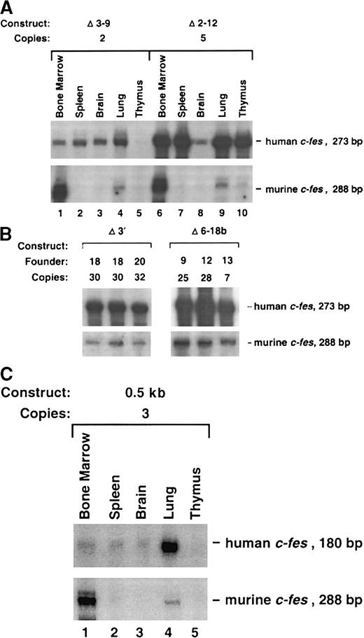 Fig. 4. RNase assays on tissues harvested from c-festransgenic mice. / (A) The Δ3-9 and Δ2-12 transgenic constructs are not expressed exclusively in myeloid cells. Ten micrograms of RNA from the indicated tissues were analyzed by RPAs. Southern blot analysis revealed that the Δ3-9 founder exhibited 2 copies of the transgene and the Δ2-12 transgenic mouse had 5 copies (data not shown). Various tissues obtained from both animals displayed ectopic expression: note the high levels of human c-fes in the spleen, brain, and lung of the Δ3-9 mouse and in the spleen, lung, and thymus in the Δ2-12 transgenic mouse. (B) The Δ6-18b construct exhibits LCR activity. Bone marrow RNAs from 3 founder animals with the indicated copy numbers of the Δ6-18b transgene are shown with Δ3′ founders for comparison. (C) The c-fes promoter linked to the human c-fescDNA (0.5-kb plasmid) is not sufficient for tissue-specific, copy-number–dependent transgene expression. The human c-fesriboprobe detects a 180-bp protected fragment in animals prepared with constructs based on the human c-fes cDNA because 93 bp fewer exon-19–encoded sequences are included in these plasmids (see “Materials and methods”). Note the inappropriately high levels of human c-fes transcripts apparent in the lung specimen.