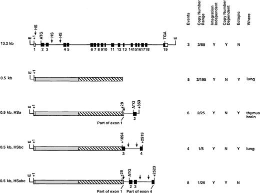 Fig. 5. Transgenic constructs analyzing genomic fragments in the human c-fes cDNA minilocus construct. / This series of transgenic mice analyzed various segments of thec-fes gene in conjunction with the c-fes cDNA regulated by the 446-bp c-fes promoter. ░ represents thec-fes cDNA, and ▧ represents hGH exons. The data columns are explained in Figure 2.