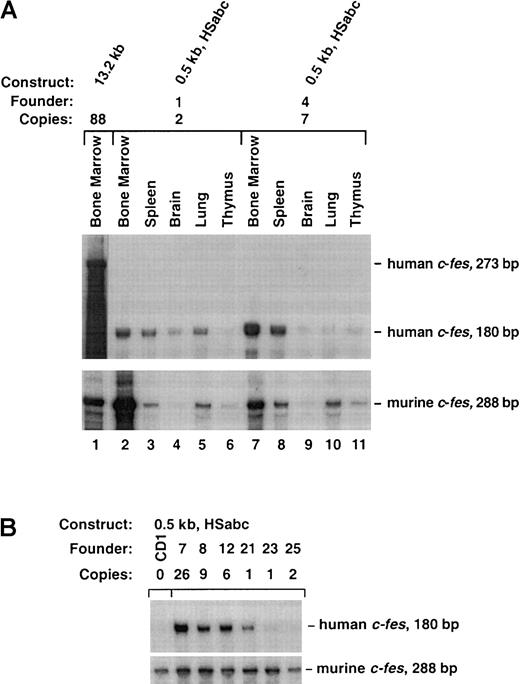 Fig. 6. The 0.5-kb HSabc construct contains the locus control region. / (A) Ten micrograms of the indicated RNAs were separately analyzed by RPA. The tissues were collected from the bone marrow of an 88-copy-number 13.2-kb transgenic mouse (lane 1) and 2 founders containing the 0.5-kb HSabc construct (lanes 2-11). RNA from the 13.2-kb animal protected a human c-fes fragment of 273 bp, and the other RNAs protected a 180-bp fragment. Autoradiography was performed for various times to ease comparison between RPAs of mouse and human transcripts. (B) RPAs performed on splenic RNA samples derived from multiple transgenic mice. Total RNA harvested from the indicated founder strains was analyzed by means of the previously described riboprobes for human and murine c-fes transcripts. The designated number for each transgenic line is indicated so that these assays can be compared with the data presented in Table1.
