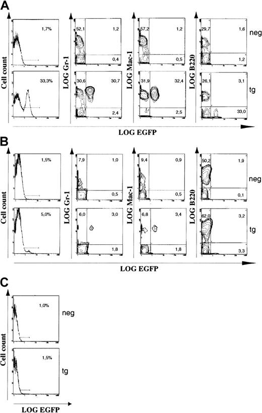 Fig. 7. The c-fes expression cassette directs myeloid specific expression of a heterologous gene in hematopoietic tissues. / Representative data from a flow cytometry analysis of hematopoietic cells from a transgenic mouse expressing a c-fes EGFP construct (tg) and a nontransgenic littermate (neg). (A) Bone marrow. Of the cells, 33% express the transgene. Approximately 50% of the Gr-1+ cells coexpress EGFP. The same is true for the Mac-1+. The B-cells (B220+) are EGFP−. (B) Spleen. Approximately 5% of the cells express the transgene, and expression is observed only in Gr-1+ or in Mac-1+ cells. (C) Thymus. Expression of EGFP is absent or very low, indicating that the c-fes expression cassette is inactive in T cells. In the double histograms, the numbers indicate percentages of cells present in the given quadrant. Cell-density scaling parameters are identical for all double histograms from the same tissue, but differ slightly between bone marrow and spleen. There were 50 000 counts from each sample analyzed.