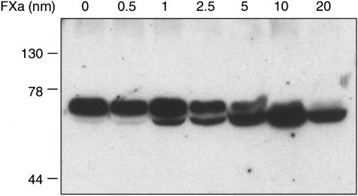 Fig. 2. Cleavage of ZPI by factor Xa. / Mixtures containing factor Xa (0 to 20 nmol/L), PZ (80 nmol/L), ZPI (15 nmol/L), phospholipids (75 μmol/L), and CaCl2 (4 mmol/L) in HSA were incubated 15 minutes at room temperature before SDS-PAGE and Western blot analysis with rabbit anti-ZPI antibodies.