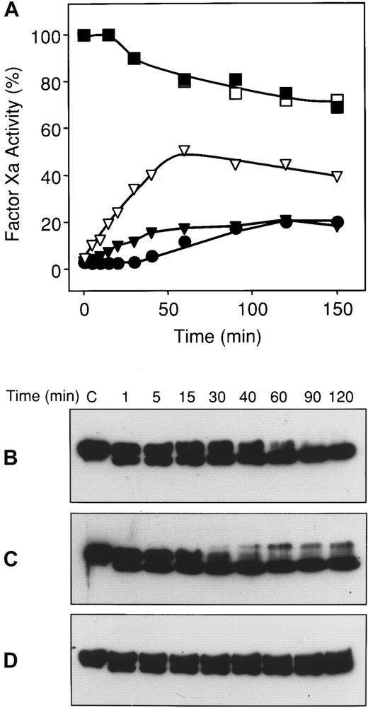 Fig. 5. Reversibility of the factor Xa–ZPI interaction. / Mixtures containing factor Xa (20 nmol/L), phospholipids (25 μmol/L), and CaCl2 (4 mmol/L), with and without PZ (80 nmol/L), ZPI (56 nmol/L), and factor Va (20 nmol/L), were incubated in HSA at room temperature. After 3 minutes, a one-tenth volume of EDTA (100 mmol/L) or HS buffer was added to certain reactions, and the mixtures were transferred to a 37°C water bath. At various times thereafter, samples were removed for factor Xa assay and Western blot analysis with rabbit anti-ZPI antibodies. (A) Factor Xa activity. ■, factor Xa alone; ▪, factor Xa and factor Va; ●, factor Xa, PZ, and ZPI; ▾, factor Xa, factor Va, PZ, and ZPI; ▿, factor Xa, PZ, ZPI, with EDTA. (B) Anti-ZPI Western blots of reactions containing factor Xa, PZ, and ZPI. (C) Anti-ZPI Western blots of reactions containing factor Xa, factor Va, PZ, and ZPI. (D) Anti-ZPI Western blots of reactions containing factor Xa, PZ, and ZPI with EDTA.