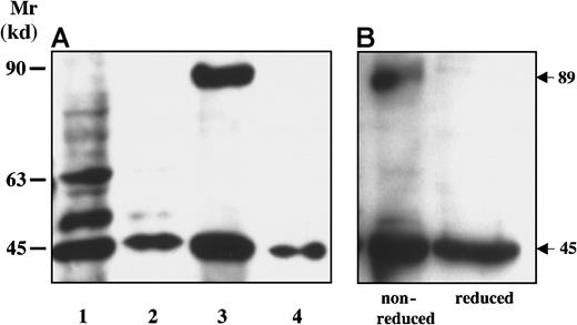 Fig. 2. Expression of MT1-MMP on platelet membranes. / (A) Human mesangial cell membranes (HMCs, lane 1), HMC membranes treated by urokinase (100 nmol/L for 24 hours) (lane 2), human resting platelet membranes (lane 3), and aggregated platelet membranes (lane 4) were analyzed by immunoblotting using an antihuman MT1-MMP monoclonal antibody. (B) Human platelet membranes were analyzed by immunoblot in nonreduced and reduced conditions.