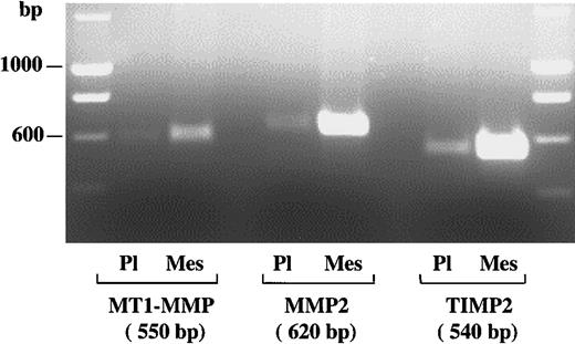 Fig. 4. Expression of MT1-MMP, MMP2, and TIMP2 mRNA transcripts in platelets. / Using RT-PCR analysis, the expression of MT1-MMP, MMP2, and TIMP2 mRNA transcripts was studied in washed platelets and compared with corresponding mRNA transcripts expressed by human mesangial cells. PCR products stained with ethidium bromide were electrophoresed in a 1.5% agarose gel. The figure shows RT-PCR products of total RNA derived from platelets (Pl) and mesangial cells (Mes) using specific primers for MT1-MMP, MMP2, and TIMP2. Left and right panels represent the molecular size markers, and the bands of 550, 620, and 540 base pairs correspond to MT1-MMP, MMP2, and TIMP2, respectively.