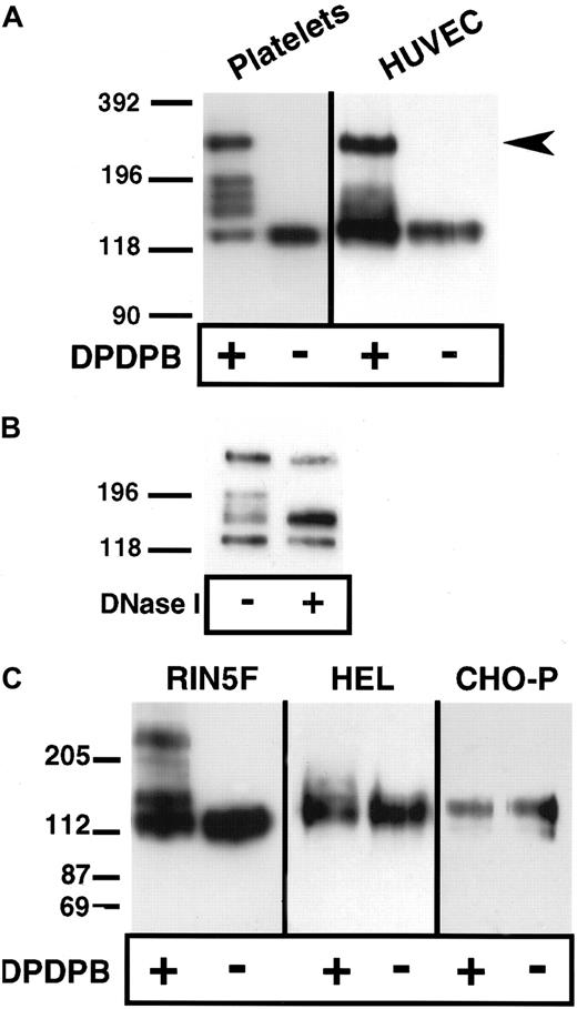 Fig. 1. Chemical cross-linking of P-selectin in platelets, endothelial cells, HEL cells, and heterologous cells expressing P-selectin. / Purified resting platelets in suspension and nonactivated HUVECs in monolayer (A) and RIN5F cells transfected with P-selectin, HEL cells, and CHO cells expressing P-selectin (C) were treated with the sulfhydryl-specific, membrane-permeable cross-linker DPDPB. The cells were then lysed in buffer containing 1% Triton X-100 in the presence of alkylating agents. Lysates were separated by SDS-PAGE on 6% gels, followed by immunoblotting using P-selectin monoclonal antibodies AK4 for platelets and AC1.2 for all other cells. (B) Lysates from cross-linked, resting platelets were treated with DNase I, separated electrophoretically, and immunoblotted as described in (A).