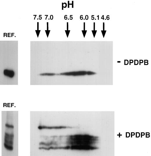 Fig. 2. Two-dimensional isoelectric focusing of P-selectin in platelets. / Triton X-100 lysates were made from resting untreated platelets (−DPDPB) or platelets treated with DPDPB (+DPDPB) and were subjected to electrophoresis on isoelectric focusing slab gels, as described in “Materials and methods.” The positions of IEF standards electrophoresed simultaneously are indicated. Gel lanes were then excised and subjected to electrophoresis in the second dimension on nonreducing 6% SDS-PAGE gels. Aliquots of appropriate lysate were run alongside in the reference well (REF.) for comparison. Samples were analyzed by immunoblotting using the P-selectin monoclonal antibody AC1.2.