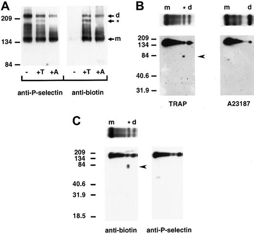 Fig. 5. P-selectin dimers are present on the surface of activated platelets. / Resting (−) and TRAP (+T)- or A23187 (+A)-activated platelets were treated with DPDPB and a non–membrane permeable biotinylation reagent. The cells were then lysed in buffer containing alkylating agents, and P-selectin was immunoprecipitated with a polyclonal P-selectin antibody. (A) Samples were electrophoresed under nonreducing conditions and immunoblotted with a monoclonal antibody to P-selectin AC1.2 (left) or biotin (right). The positions of the dimer (d) and monomer (m) are indicated. The cross-linked species migrating faster than the dimer in TRAP-activated platelets is identified with an asterisk (*). (B) Gel strips of TRAP-activated (left) andA23187-activated (right) platelet samples electrophoresed in the first dimension were reduced and placed on top of a second 10% polyacrylamide gel (as shown), then subjected to electrophoresis from top to bottom and immunoblotted with a monoclonal antibody to biotin to determine the composition of the oligomers. A broad band detected between molecular-weight markers 134 and 209 migrated at the position for P-selectin. The biotinylated protein of approximately 81 kd present in TRAP- but not in A23187-activated platelet samples is indicated by an arrowhead. (C) Two gel strips of TRAP-activated platelet samples were subjected to electrophoresis in the second dimension, and gels were immunoblotted with either the monoclonal antibiotin antibody (left, as in B) or a polyclonal antibody to P-selectin (right). The biotinylated band of approximately 81 kd (arrowhead at left) was not detected in gels immunoblotted with P-selectin antibody (right).