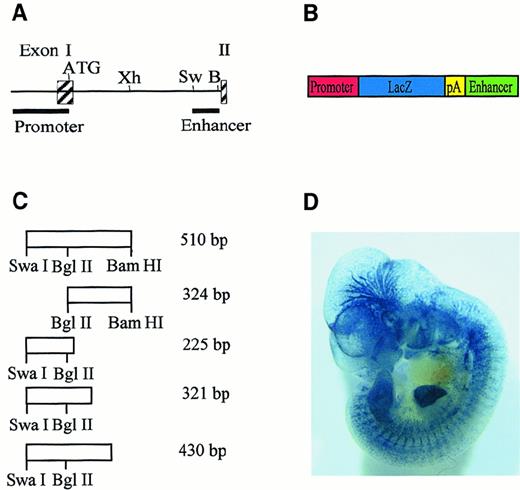 Fig. 1. A 430-bp fragment from the. / Flk-1 first intron is sufficient for endothelium-specific reporter gene expression in transgenic mice.(A) Partial structure and restriction-enzyme map of the murineFlk-1 locus. Exons are represented by shaded boxes. The positions of the 939-bp promoter fragment and the 510-bpSwaI/BamHI enhancer fragment are indicated. Abbreviations for restriction enzymes are Xh, XhoI; Sw,SwaI; B, BamHI. (B) Structure of reporter gene constructs. The LacZ reporter gene (blue) is flanked by aFlk-1 promoter fragment spanning bp −640 to bp +299 (red) and subfragments of the 510-bp SwaI/BamHI intron fragment (green). Transcription terminates at a simian virus (SV40) polyadenylation signal (yellow). (C) Structure of intron fragments and their position in the 510-bp SwaI/BamHI intron fragment. Fragment lengths are indicated. (D) Whole-mount LacZ-stained embryo. This embryo is transgenic for a reporter gene construct in which the LacZ gene is under control of the 939-bp Flk-1promoter and the 430-bp enhancer fragment.