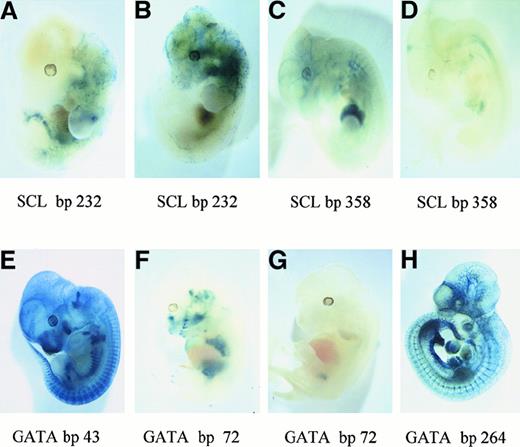 Fig. 3. Mutational analysis of SCL/Tal-1 and GATA motifs in the. / Flk-1 minimal enhancer in transgenic mouse embryos. Mutations were introduced into the indicated transcription factor sites shown in Figure 2, as presented in Table 1. The LacZ reporter gene is expressed under the control of the 939-bpFlk-1 promoter and mutants of the 430-bp minimal enhancer. Different representative transgenic embryos are shown after LacZ staining. (A,B) Mutation of the SCL/Tal-1 site (bp 232). (C,D) Mutation of the SCL/Tal-1 site (bp 358). (E) Mutation of the GATA site (bp 43). (F,G) Mutation of the GATA site (bp 72). (H) Mutation of the GATA site (bp 264).