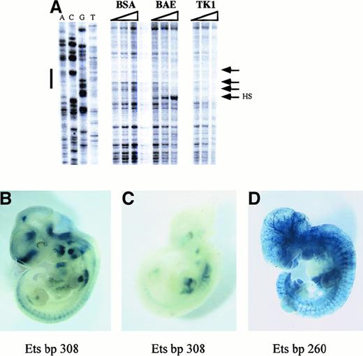 Fig. 5. The Ets site (bp 308) is required for the endothelium specificity of the. / Flk-1 minimal enhancer. (A) DNAseI footprint. The 430-bp Flk-1 minimal enhancer subcloned into pBluescript KS was incubated with increasing amounts (triangles) of BSA or nuclear extracts from BAE or TK1 cells, and digested with DNAseI. The cleavage products were analyzed as described in “Materials and methods” on a sequencing gel. Sequencing reactions terminated at the indicated bases were loaded in parallel. The position of the Ets site (bp 308) of the minimal enhancer is indicated. Arrows indicate changes in the DNAseI cleaving pattern. HS indicates DNAseI hypersensitive site. (B,C) Different LacZ-stained mouse embryos transgenic for a construct containing the 939-bp Flk-1 promoter and the 430-bp minimal enhancer with a mutation in the Ets site at bp 308. (D) LacZ expression in a mouse embryo transgenic for a construct containing the 939-bpFlk-1 promoter and the 430-bp minimal enhancer with a mutation in the Ets site at bp 260.