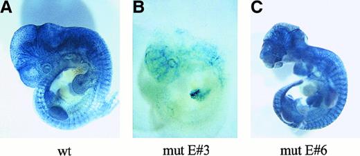 Fig. 8. The Ets site E#3 is required for the activity of the. / Flk-1 promoter in transgenic mouse embryos. (A) An embryo transgenic for a construct containing the 939-bpFlk-1 promoter and the 430-bp minimal enhancer, showing a uniform and strong vascular LacZ expression. (B,C) LacZ expression in mouse embryos transgenic for constructs containing the 939-bpFlk-1 promoter with a mutation in either the Ets site E#3 (B) or in the Ets site E#6 (C), and the 430-bp minimal enhancer.
