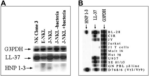 Fig. 2. Southern blot analysis of reverse transcriptase–polymerase chain reactions (RT-PCRs) for the gene transcripts corresponding to G3PDH, LL-37, and HNP 1-3. / The amplified bands were the expected sizes, and the identities of these bands were confirmed by hybridization with phosphorus 32 (32P)–labeled radioactive probes. (A) Loaded material was from the different NK-cell clones indicated on top of each lane; the complementary DNA identity is indicated on the left. One NK-cell clone was stimulated with bacteria. (B) The origin of the loaded material is as follows. BL-28, CIR, and JY are of B-cell origin. Jurkat, J1 T cells, Molt 16, and Hut 68 are derived from αβ T cells. U937 is a monocytic cell line, and SE δ1/δ3, GN PBL γδ, and D768/6 (Vγ3/Vγ9) are of γδ T-cell origin.