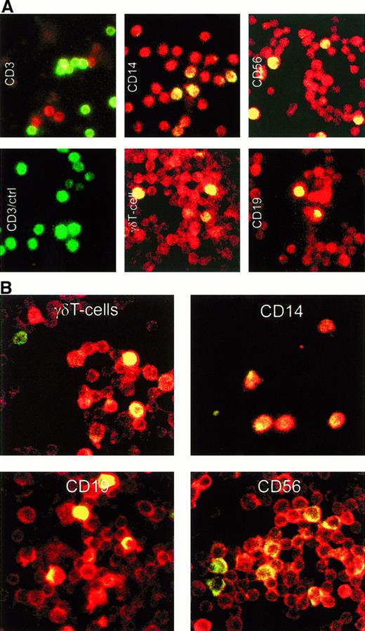 Fig. 3. Immunohistochemical studies detecting LL-37 and α-defensins. / (A) Detection of LL-37 in different lymphocytes by double-staining immunohistochemical analysis. For identification of cell types, the following fluorescein isothiocyanate–conjugated monoclonal antibodies against cell-surface markers were used: CD3 for T cells, γδ chain of T-cell receptor for γδ T cells, CD14 for monocytes/macrophages, CD19 for B cells, and CD56 for NK cells. The LL-37 antibody was detected with a donkey α-rabbit IgG conjugated with Texas red. The cell types appear green; LL-37, red; and doubly stained cells, yellow. (B) Detection of α-defensins in different lymphocytes by double-staining immunohistochemical analysis. The monoclonal antibodies were the same as in A, except for CD3, and the α-defensin antibody was detected with a donkey α-mouse IgG conjugated with indocarbocyanine (red appearance).