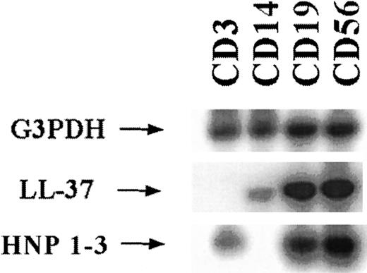 Fig. 4. Southern blot analysis of RT-PCRs for the gene transcripts corresponding to glyceraldehyde-3-phosphate dehydrogenase (G3PDH), LL-37, and HNP 1-3. / Loaded material was derived from RNA that was directly prepared from lymphocytes separated with Dynabeads according to surface antigens and representing different cell types. The amplified bands were the expected sizes. The probes were labeled radioactively with32P.