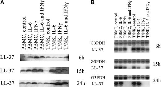 Fig. 5. Expression of LL-37 in stimulated lymphocytes. / (A) Western blot analyses for the presence of LL-37 in supernatants from enriched peripheral blood mononuclear cells (PBMC) and T and NK cells. The 2 cell groups were grown and stimulated with IL-6, interferon γ, or both for 6, 15, and 24 hours (indicated on right). The origin of the loaded material is shown on the top of each lane. The results were obtained with use of an electrogenerated chemiluminescence detection system. (B) RT-PCR and Southern blot analyses for expression of G3PDH and LL-37. The cells used for expression analyses at the transcriptional level were the same as those used in the studies shown in A.
