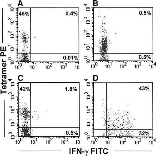 Fig. 7. Immunomagnetically selected tetramer-positive cells secrete IFN-γ in response to peptide only after in vitro culture. / Tetramer-stained cells from subject 606 were isolated from PBMC using α-PE Miltenyi beads and cultured for 5 days in the presence of IL-2 and IL-15. Fresh or cultured cells were stimulated with autologous BLCL alone (A, B) or with autologous BLCL pulsed with the relevant peptide (C, D) for 8 hours. Brefeldin A (10 μmol/L) was added during the last 4 hours of incubation. Cells were washed and stained with gag tetramer PE, CD8-Cy5, and IFN-γ FITC. Left panels depict tetramer-positive cells tested immediately after immunomagnetic selection. Right panels show IFN-γ–secreting cells after culture. Analyses are performed on the CD8-gated population.