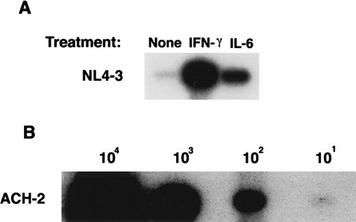 Fig. 2. Effect of IFN-γ and IL-6 on the susceptibility of macrophages to HIV-1NL4-3 entry. / (A) Six-day MDMs untreated or treated with IFN-γ (for the last 24 hours) or with IL-6 (for the last 48 hours) were infected with NL4-3 for 48 hours. DNA was extracted from infected and uninfected MDMs and amplified by PCR using gag-specific primers. (B) DNA from serial dilutions of ACH-2 cells (containing one proviral copy/cell) was amplified by PCR as an internal standard control. Data represent 3 experiments.
