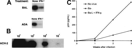 Fig. 6. Effect of IFN-γ on the in vitro infection of macrophages with M-tropic HIV-1. / (A) PCR-based analyses of viral DNA from MDMs infected with M-tropic HIV-1. MDMs untreated or treated with IFN-γ were infected with Ba-L or with ADA for 48 hours. DNA lysates were amplified with gag-specific primers as described in Figure 2. (B) DNA from a serial dilution of ACH-2 cells (containing one proviral copy/cell) was amplified by PCR as internal control. (C) MDMs untreated (▵) or treated with IFN-γ (▴) were infected with Ba-L for 48 hours. Infected MDMs were washed and cultured in the presence of IFN-γ. At indicated time points, the aliquots of the culture medium were assayed for p24. Control cultures included uninfected MDMs (♦). Data shown for 1 experiment are representative of 3 experiments performed with macrophages derived from different individuals.