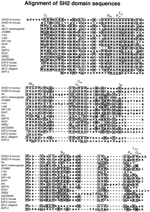 Fig. 3. Alignment of SH2 domain sequences. / A subset of human SH2 domain–containing proteins was chosen using BLAST search from NCBI. Those that showed the highest homology to the human and murine SH2D1A proteins were selected, and their SH2 domains were aligned using the MacVector Clustal Program.