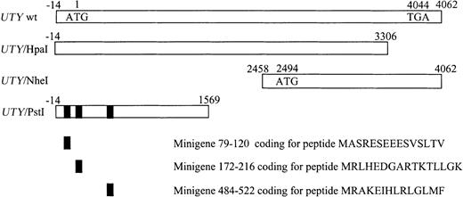 Fig. 2. Location of UTY deletion mutants and HLA-B60 HY CTL epitope-encoding minigenes.