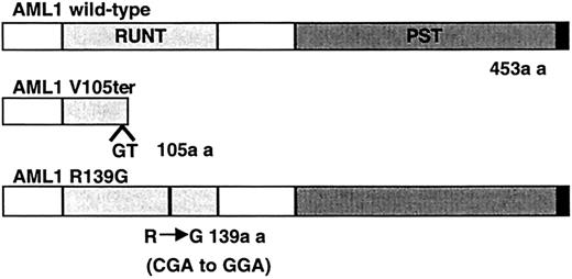 Fig. 2. The structure of the AML1 mutants found in patients with MDS. / RUNT indicates the runt domain, while PST indicates the PST region, the transcriptional activation domain that is rich in proline, serine, and threonine residues.