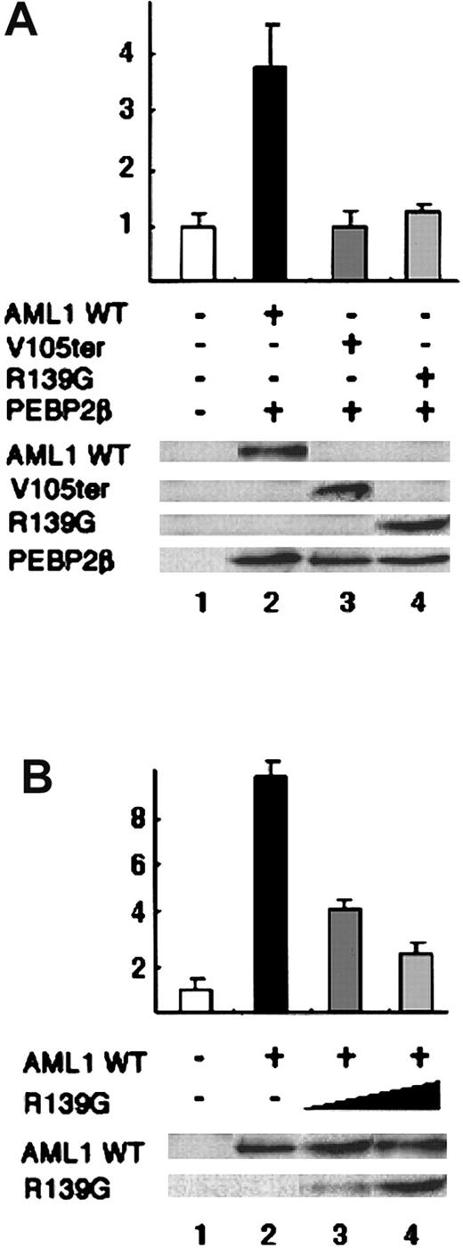 Fig. 3. Transcriptional response assays of the AML1 mutants found in patients with MDS. / (A) HeLa cells were transfected only with pM-CSF-R-luc (lane 1), 3.2 μg of pM-CSF-R-luc and 1.6 μg of pME-AML1-FLAG (lane 2), pME-AML1 V105ter-FLAG (lane 3), or pME-AML1 R139G-FLAG (lane 4), in combination with pME-PEBP2β/CBFβ. The relative expression levels of AML1 and PEBP2β/CBFβ proteins are indicated in Western blotting with the anti-FLAG and the anti-PEBP2β antibody. (B) HeLa cells were transfected only with pNE-luc (lane 1), 3.2 μg of pNE-luc and 1.6 μg of pME-AML1-FLAG (lanes 2, 3, and 4), 0.8 μg of pME-AML1 R139G-FLAG (lane 3), or 1.6 μg of pME-AML1 R139G-FLAG (lane 4). The relative expression levels of AML1 proteins are indicated in Western blotting with the anti-FLAG antibody. Luciferase activities were normalized by using the internal control of transfection efficiency. The means and SD of 2 independent transfections are shown. Similar results were obtained in 6 additional independent transfection in 3 separate experiments.