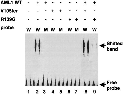 Fig. 4. EMSA of wild-type and mutant AML1. / 32P-labeled M4 (lanes 1, 2, 4, 6, 8, and 9) or M24 (lanes 3, 5, and 7) was incubated with nuclear extracts containing 30 μg of protein from COS-7 cells transfected with pME18S (lane 1), pME-AML1 (lanes 2, 3, 8, and 9), pME-AML1 V105ter (lanes 4, 5, and 8), or pME-AML1 R139G (lanes 6, 7, and 9). W indicates M4 probe; M, M24 probe. Arrows indicate the shifted bands and free probes.