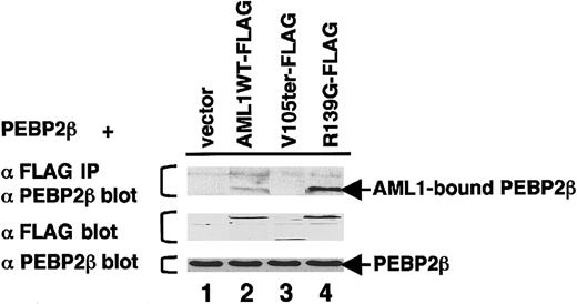 Fig. 5. In vivo interaction between the AML1 mutants and PEBP2β/CBFβ. / COS-7 cells were transfected only with the pME/85 vector (lane 1). FLAG-tagged wild-type AML1 (lane 2), AML1 V105ter (lane 3), or AML1 R139G (lane 4) was coexpressed along with PEBP2β/CBFβ in COS-7 cells, and the cell lysates were precleared by protein G–sepharose and incubated with the anti-FLAG antibody for 3 hours. Then the FLAG-tagged proteins were recovered on protein G–sepharose beads. Washed beads were then subjected to SDS-PAGE and Western blotting with the anti-PEBP2β antibody.
