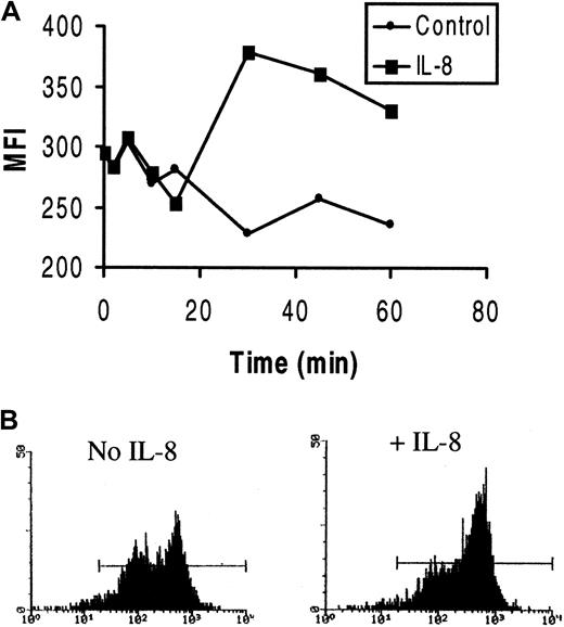Fig. 3. Effect of IL-8 on F-actin polymerization in HCs. / HCs were incubated with or without IL-8, and polymerized F-actin was measured by FACS analysis of fixed and permeabilized cells stained with rhodamine-phalloidin. (A) Representative example of 3 experiments with cells from 3 patients. The intensity of staining varied but was similarly enhanced by IL-8 in all instances. (B) Two representative FACS histograms of F-actin in unstimulated or IL-8–stimulated cells on HA after 30 minutes of incubation. Note the presence of 2 distinct populations and the recruitment of cells to the F-actin–bright population after IL-8 stimulation.