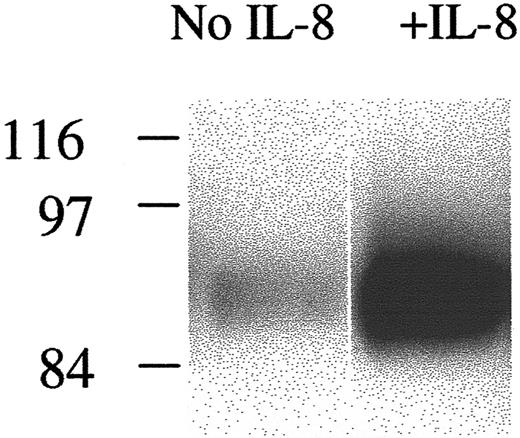 Fig. 4. Effect of IL-8 on the association of CD44 with the cytoskeleton. / HCs were incubated on HA with or without IL-8. Cells were then lysed with Triton, and the lysates were centrifuged. The Triton-insoluble fractions were resuspended in SDS buffer and then run on SDS-PAGE, and protein was transferred to a nitrocellulose membrane and immunoblotted with anti-CD44.