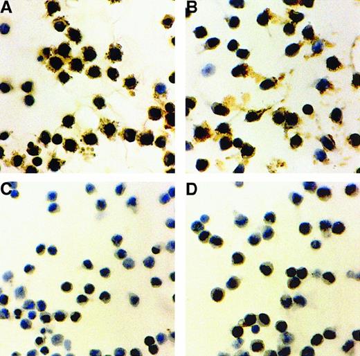 Fig. 6. Fibronectin synthesis by HCs stimulated with surface-bound HA or anti-CD44. / HCs were cultured in serum-free medium for 24 hours on plastic coated with HA (A) or anti-CD44 (B). Plastic coated with albumin (C) or with IgG2a (D) was used as control. Fibronectin (FN) was detected by indirect staining with an anti-FN MoAb. Representative examples of 5 experiments with cells from 3 HCL patients are shown.