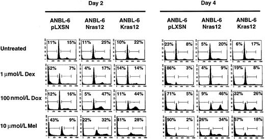 Fig. 4. Activated N-ras or K-ras can protect ANBL6 cells from apoptosis induced by Dex, Dox, or Mel. / Cells were treated with IL-6, Dex, Dox, or Mel as indicated and were harvested on days 2 and 4 for cell cycle and apoptosis analyses. Percentages of cells in each stage of the cell cycle were determined by PI staining of nuclei and then by flow cytometry analysis. The number in the left corner represents the apoptotic fraction, and the number in the right corner represents the combined S and G2/M stages of the cell cycle. Data shown are representative of at least 3 independent experiments.