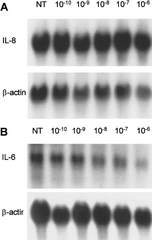 Fig. 5. Effect of 1α,25-dihydroxyvitamin D3 on IL-6 and IL-8 expression in AIDS-KS cells. / KS Y-1 cultures were treated with 1α,25-dihydroxyvitamin D3 at concentrations ranging from 1 × 10−10to 1 × 10−6 mol/L for 24 hours. (A) IL-8 and (B) IL-6. The lower panel in each shows the β-actin signal obtained on the same filter after stripping and rehybridization.