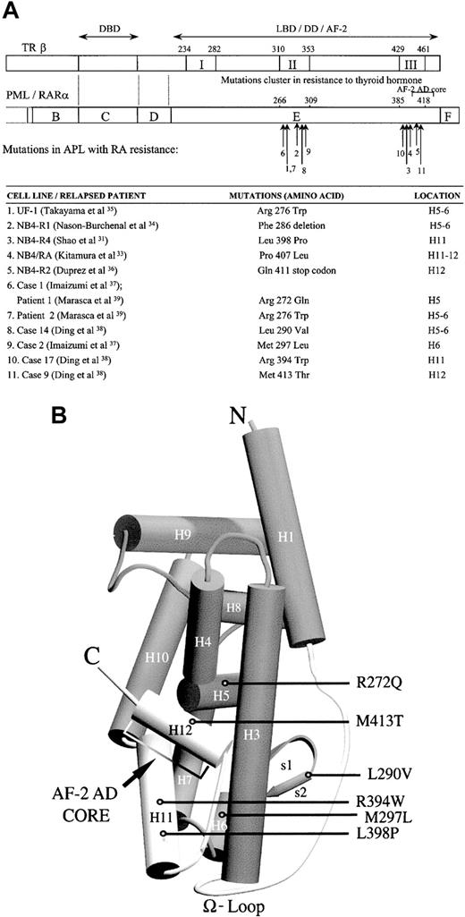 Fig. 1. Schematic representations of the PML/RARα mutations. / (A) Schematic of the LBD PML/RARα mutations identified in RA-resistant APL cell lines (numbers 1-5) and relapsed patients (numbers 6-11). The alignment of TRβ LBD and the PML/RARα E-domain by sequence homology indicates that the mutations in RA-resistant APL patients and cell lines cluster in accordance with the regions in resistance to thyroid hormone (RTH) syndrome denoted as I, II, and III. Numbers 6, 8, 9, 10, and 11 indicate the mutations in the LBD PML/RARα of RA-resistant APL patients evaluated in this study. The position of the mutations is described with reference to normal amino acid sequence of RARα1.32 DBD indicates DNA-binding domain; LBD, ligand-binding domain; DD, dimerization domain; AD, activation domain. (B) A 3-dimensional model of the LBD of the holo-RAR, showing the locations of the evaluated mutants. The structure of the LBD is based on x-ray crystal structure analysis of the liganded RARγ.45-46
