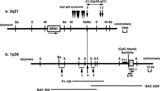 Fig. 1. Physical maps of the chromosomal breakpoints at 3q21 and 1p36 in t(1;3)-positive MDS/AML. / (A) Mapping of the breakpoints at 3q21. Arrows and numbers indicate the breakpoints in cases 1 to 3 with t(1;3)(p36;q21), and arrowheads indicate the breakpoints in 7 AML cases with t(3;3)(q21;q26) or inv(3)(q21q26) (3q21q26 syndrome) previously reported.4-6The position and orientation of the RPN1 gene are indicated by a horizontal arrow. (B) Mapping of the breakpoints at 1p36. Arrows and numbers indicate the breakpoints in the 4 cases analyzed. The positions of the P1 phage clone (P1-106) and BAC clones (40A and 209F) are indicated below. A F11 cDNA fragment was isolated by the exon trapping method. The position and orientation of the MEL1gene are indicated by a horizontal arrow. Restriction sites are indicated by the following letters: B (BssHII), S (SfiI), Nt (NotI), and Nr (NruI).