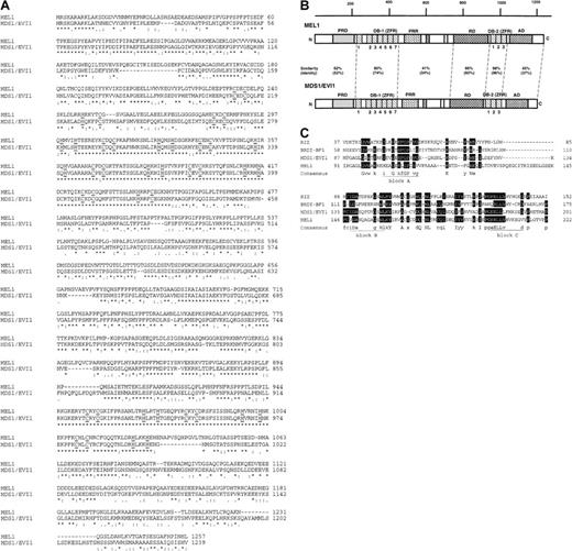 Fig. 2. Comparison of the predicted amino acid sequences withMDS1/EVI1 and MEL1. / (A) Alignment of the predicted amino acid sequences of the humanMEL1 (upper) and MDS1/EVI1 (lower) proteins. ‘*’ indicates identical amino acids, ‘:’ and ‘.’ indicate similar amino acids, and ‘–’ represents a gap that has been introduced to optimize the homology. The sequences were compared by the Clustalw program of The EMBL-European Bioinformatics Institute (EBI). Underlines indicate the position of metal binding cysteines and histidines in zinc finger motif. (B) Comparison of the domain structure betweenMDS1/EVI1 and MEL1. Each abbreviation is indicated by the following letters: PRD, PR domain; DBD-1, DNA binding domain-1; PRR, proline-rich domain; RD, repressor domain; DB-2, DNA binding domain-2; AD, acidic domain. (C) Sequence comparison of the conserved PR domain among RIZ, BLIMP1, MDS1/EVI1, and MEL1.
