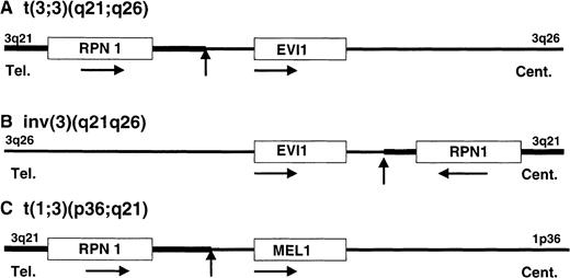 Fig. 6. Schematic illustration of gene activation model in each chromosomal abnormality of 3q21q26 syndrome and t(1;3)-positive AML. / The position and orientation of RPN1, EVI1, andMEL1 are indicated by a horizontal arrow. Tel indicates telomere; Cent, centromere. The vertical arrows indicate the position of breakpoint cluster regions.