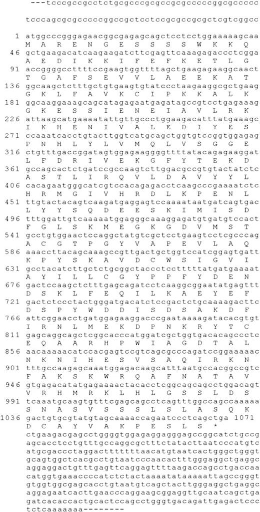 Fig. 1. CaMKI-like kinase, CKLiK, nucleotide sequence, and open reading frame. / Full-length sequence of the novel kinase was obtained by screening an eosinophil cDNA λZAPII phage library using the initial degenerate PCR product as a probe. Sequencing was performed and the open reading frame was analyzed.