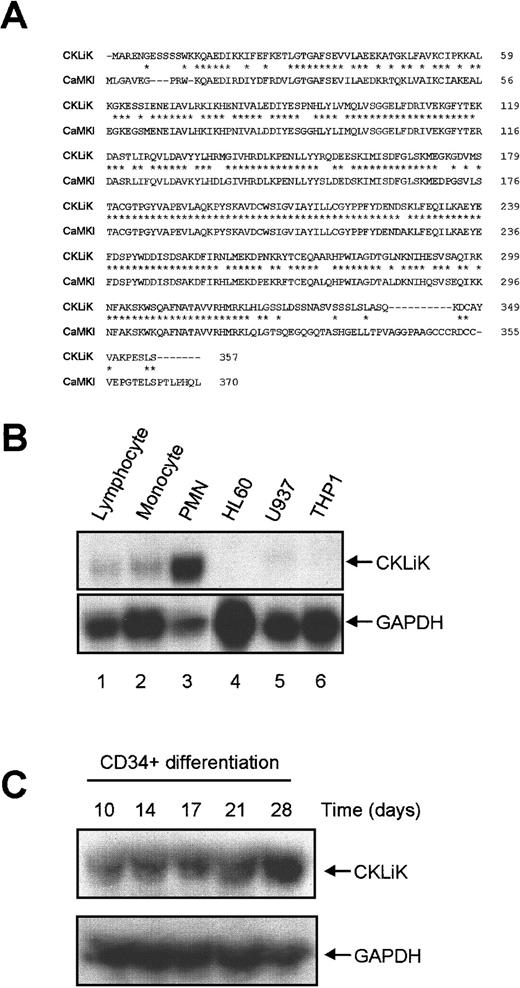 Fig. 2. CKLiK is homologous to CaMKI and highly expressed in human granulocytes. / (A) Alignment of CKLiK with CaMKI. Residues identical to CaMKI are indicated by an asterisk (*) and gaps in the alignment are indicated with a dash (−).The amino acid sequence is indicated on the right. (B) Distribution of CKLiK was determined by RNase protection. The PCR product encoding the catalytic domain of CKLiK was used to generate a radiolabeled RNA probe. RNA isolated from primary hematopoietic cells and cell lines were hybridized for CKLiK expression. A GAPDH probe was used as a control. Lanes 1 to 3 represent primary leukocytes (1, lymphocytes; 2, monocytes; 3, PMNs) and lanes 4 to 6 represent lymphoid and myeloid cell lines as indicated. (C) Expression of CKLiK in cord blood-derived CD34+ stem cells during differentiation toward neutrophils was analyzed by RNase protection as in panel B. Time points indicate the number of days differentiated toward neutrophilic lineage in the presence of G-CSF.
