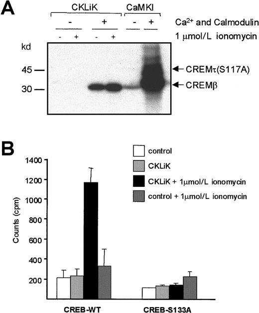 Fig. 3. CKLiK activity requires Ca++/Calmodulin and regulates the transcription factors CREM and CREB. / (A) COS cells were transfected with 10 μg HA_CKLiK. Recombinant CaMKI was used as a positive control. Cells were stimulated with or without 1 μmol/L ionomycin as indicated. HA_CKLiK was immunoprecipitated from whole cell lysates and kinase assays were performed in the presence or absence of Ca++/calmodulin as indicated. CREMβ-WT (33 kd) and mutated CREMτ-S117A (42 kd) were used as substrate. Data represent 1 of 4 independent experiments. (B) Cells transfected with GAL4-CAT reporter construct (2 μg) and fusion construct of CREB_GAL4 or CREB-S133A_GAL4 (2 μg) (indicated as CREB-WT and CREB-S133A, respectively), were cotransfected with CKLiK (4 μg) or with control vector as indicated. Stimulation with or without 1 μmol/L ionomycin and CAT reporter assays were performed as described in “Materials and methods.” Data are indicated as counts per minute (cpm) and represent at least 3 independent experiments ± SEM.