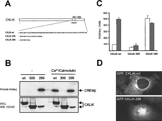 Fig. 4. A constitutively active CKLiK mutant activates CREB and CREM independently of Ca++ /calmodulin. / (A) Schematic representation of the predicted calmodulin-binding domain (CBD) and the autoinhibitory domain (AID) of CKLiK. Truncation mutants of these 2 domains are indicated. In CKLiK-309 the predicted CBD and in CKLiK-296 the predicted CBD and AID were deleted. (B) In vitro kinase assays. COS cells were transfected with 10 μg HA_CKLiK-WT (wt), HA_CKLiK-309 (309), or HA_CKLiK-296 (296) as indicated. Immunoprecipitations were performed and CREM phosphorylation was detected in the presence or absence of Ca++/calmodulin as indicated. Expression of the different forms of CKLiK was detected by Western blotting of cell lysates with 12CA5 antibody. (C) Reporter assays. Cells were transfected with GAL4-CAT reporter construct, CREB-GAL4 (2 μg) and cotransfected with CKLiK-WT or mutated CKLiK-309 or CKLiK-296 (4 μg) as indicated. Eighteen hours before harvesting, cells were stimulated with (░) or without (■) 1 μmol/L ionomycin and reporter assays were performed. Data represent at least 3 independent experiments ± SEM and were corrected for transfection efficiency. (D) Active CKLiK is localized in the nucleus. Cells were grown on coverslips and transfected with CKLiK and active CKLiK-296 containing N-terminal enhanced green fluorescent protein (eGFP). Thirty-six hours after transfection cells were examined by fluorescence microscopy for CKLiK localization.