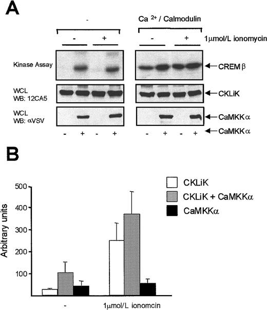 Fig. 5. CaMKKα enhances CKLiK activity. / (A) HA_CKLiK (8 μg) was transfected in COS cells with or without CaMKKα_VSV (2 μg). Before harvesting, cells were stimulated with or without 1 μmol/L ionomycin as indicated. HA_CKLiK was immunoprecipitated and kinase assays were performed using CREM as substrate in the presence or absence of Ca++/calmodulin. Equal protein expression was demonstrated by Western blotting. For CKLiK antibody 12CA5 (middle panel) and for CaMKKα antibody anti-VSV (bottom panel) is used. (B) CREB_GAL4 and CKLiK (4 μg) were cotransfected without or with CaMKKα (2 μg) as indicated. CaMKKα was transfected without CKLiK as a negative control. Eighteen hours before harvesting, cells were stimulated with or without 1μmol/L ionomycin and reporter assays were performed. Data represent at least 3 independent experiments ± SEM and are corrected for transfection efficiency.