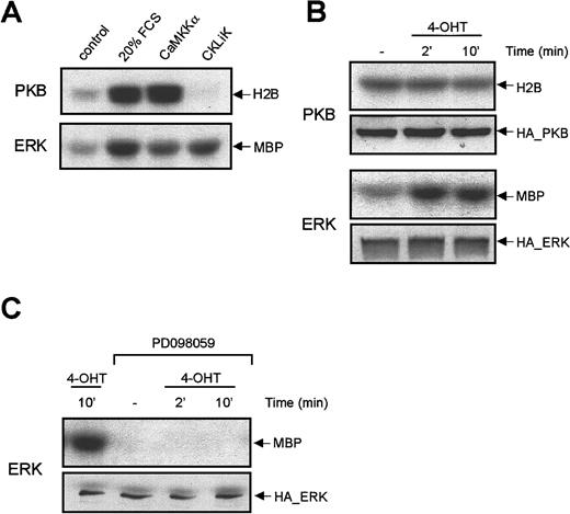 Fig. 7. CKLiK activates ERK1 MAP kinase but not PKB. / (A) HA_PKB or HA_ERK1 (2 μg) was transfected in COS cells with or without CaMKKα (8 μg) or CKLiK-296 (8 μg) as indicated. Twenty hours before harvesting cells were serum starved. Unstimulated and 20% FCS-treated cells were used as controls. HA_PKB or HA_ERK were immune precipitated and kinase activity was measured using histone 2B (H2B) or myelin basic protein (MBP) as a substrates. Data represent 1 of at least 4 independent experiments. (B) HA_ERK1 or HA_PKB (2 μg) was cotransfected with ER_CKLiK-296 (8 μg) in COS cells. Before harvesting, cells were stimulated with 4-OHT for 2 or 10 minutes. Immunoprecipitations and kinase assays were performed as in panel A using H2B or MBP as a substrate. Equal expression of HA_PKB and HA_ERK were analyzed by Western blotting of whole cell lysates with 12CA5 antibody. (C) PD098059 inhibits the CKLiK-induced ERK activity. COS cells were transfected with HA_ERK1 (2 μg) and ER_CKLiK-296 (8 μg). Cells were treated with or without the MEK inhibitor PD098059 (50 μmol/L) for 15 minutes before stimulation with 4-OHT for indicated time periods. Cells were lysed and immunocomplex kinase assays were performed as previously described. Equal expression of HA_ERK1 was analyzed by Western blotting.