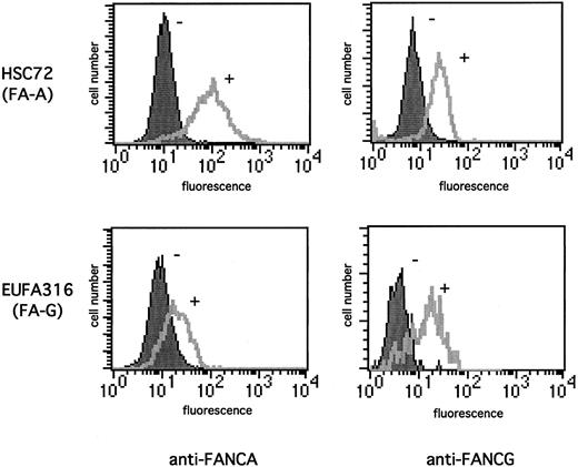 Fig. 1. Functional complementation of FA cells increases the expression of FANCA and FANCG proteins. / The indicated lymphoblast lines were stained with 1:100 dilution anti-FANCA antiserum (A-B) or anti-FANCG antiserum (C-D). The cells analyzed were FA-A (HSC72) lymphoblasts, which were uncorrected (−) or corrected (+) with the FANCA cDNA (A, C), or FA-G (EUFA316) lymphoblasts, which were uncorrected (−) or corrected (+) with the FANCG cDNA (B, D). The secondary antibody was FITC-conjugated antirabbit antibody. Cellular fluorescence was measured by FACScan.